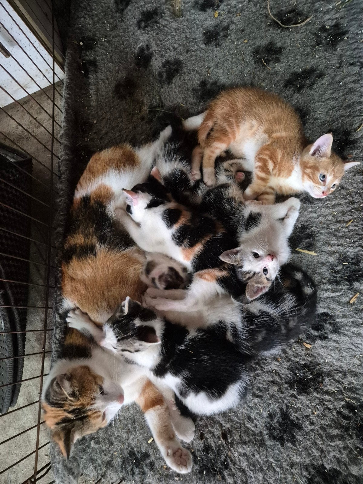 Kittens mogen naar een nieuw huisje, Meerdere dieren, Kortharig, 0 tot 2 jaar