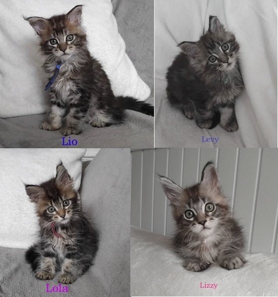 Mooie Maine Coon kittens, Meerdere dieren, Met stamboom, 0 tot 2 jaar