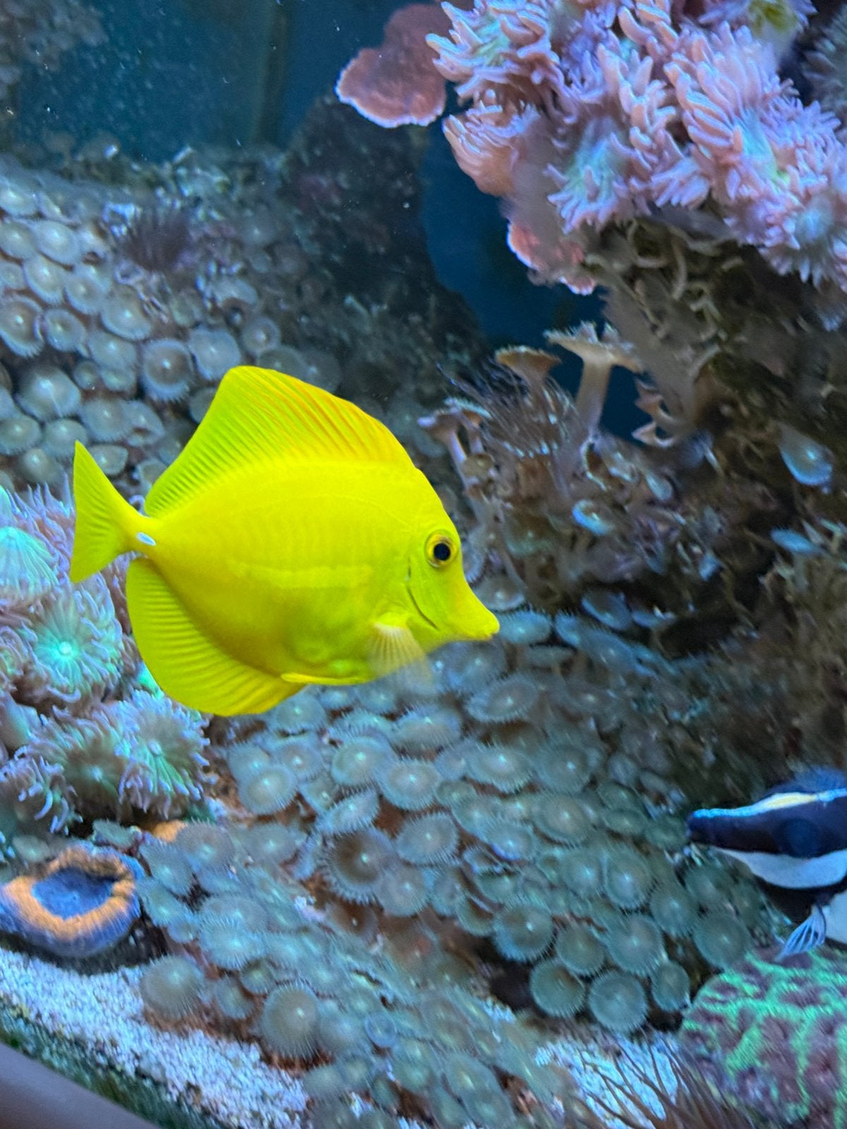 Zeeaquarium 800 L/Levende have, Ophalen, Verwarming, Gebruikt, Gevuld zeewateraquarium