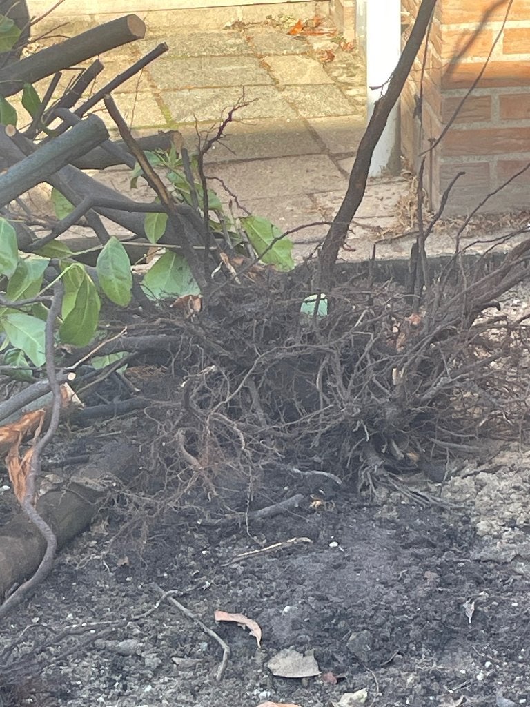 Laurierstruiken, Tuin en Terras, Planten | Struiken en Hagen, Ophalen, Laurier, Haag, Minder dan 100 cm