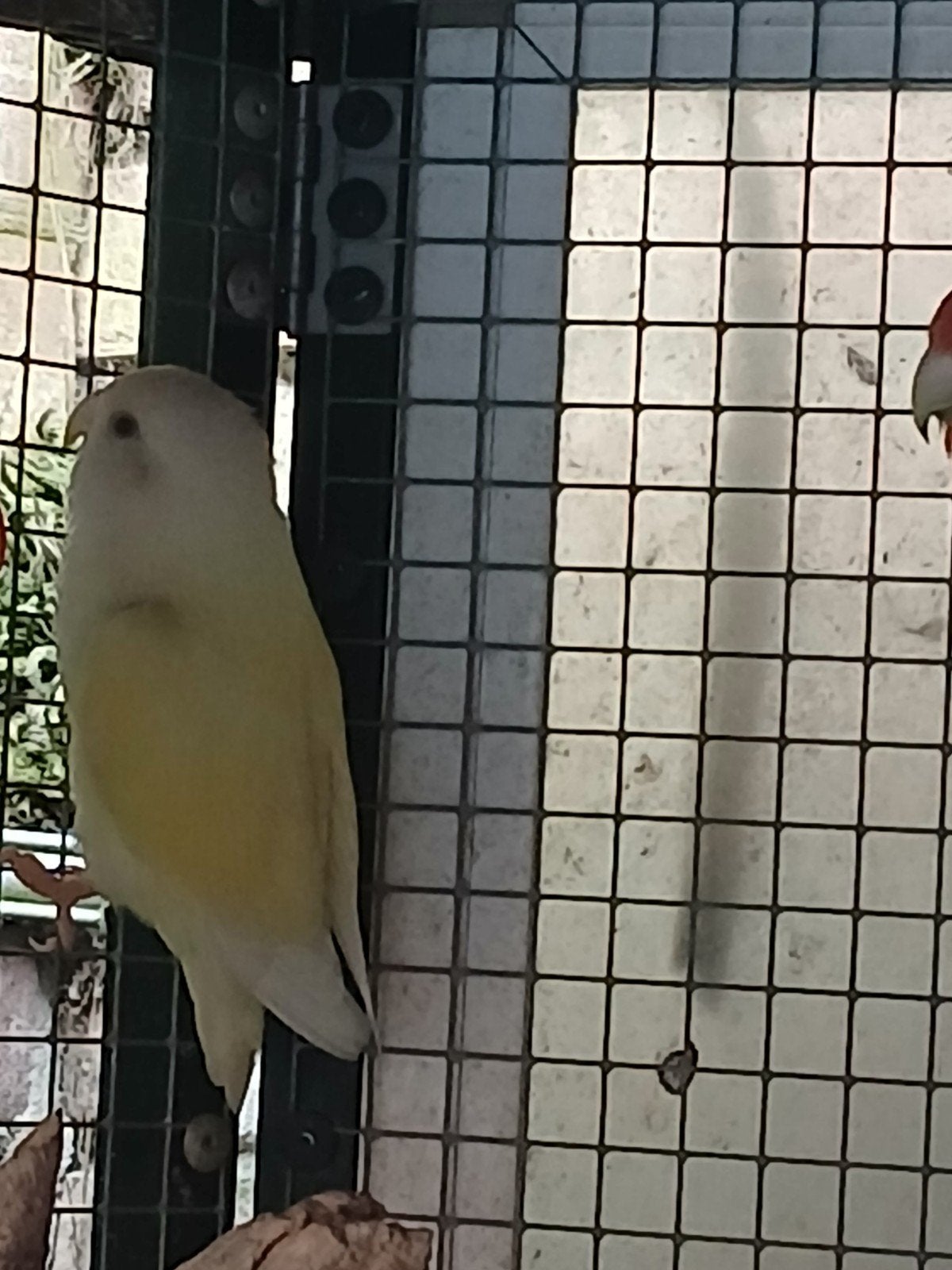 Poppen, Dieren en Toebehoren, Vogels | Overige Vogels, Vrouwelijk