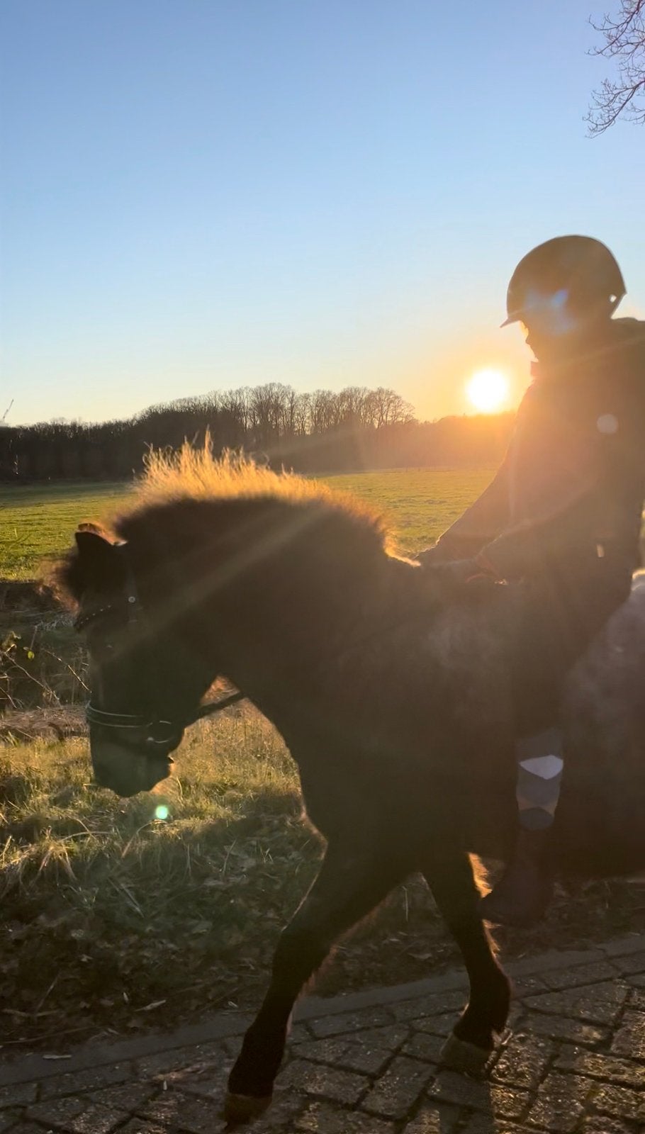 mooie apart gekleurde Bixie A‑pony te koop – 15 jaar, 1.16 m, Merrie, B, A pony (tot 1.17m), 11 jaar of ouder