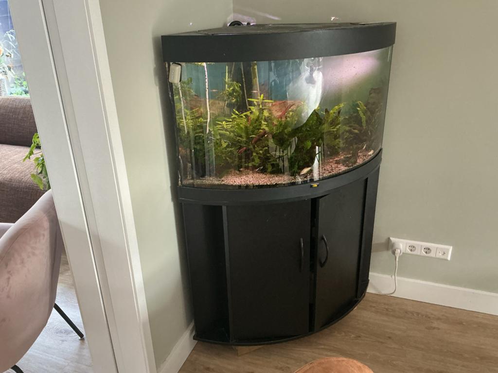 Juwel 190 trigon aquarium compleet, Dieren en Toebehoren, Ophalen, Gebruikt, Inclusief vissen, Gevuld zoetwateraquarium