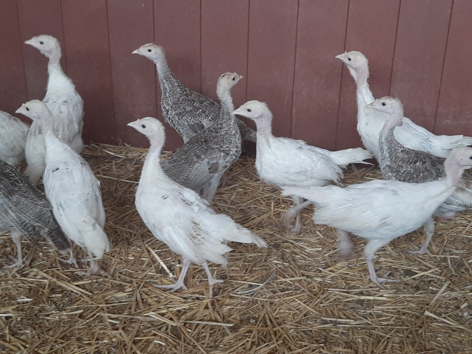 kalkoenen, Dieren en Toebehoren, Pluimvee, Meerdere dieren, Kalkoen