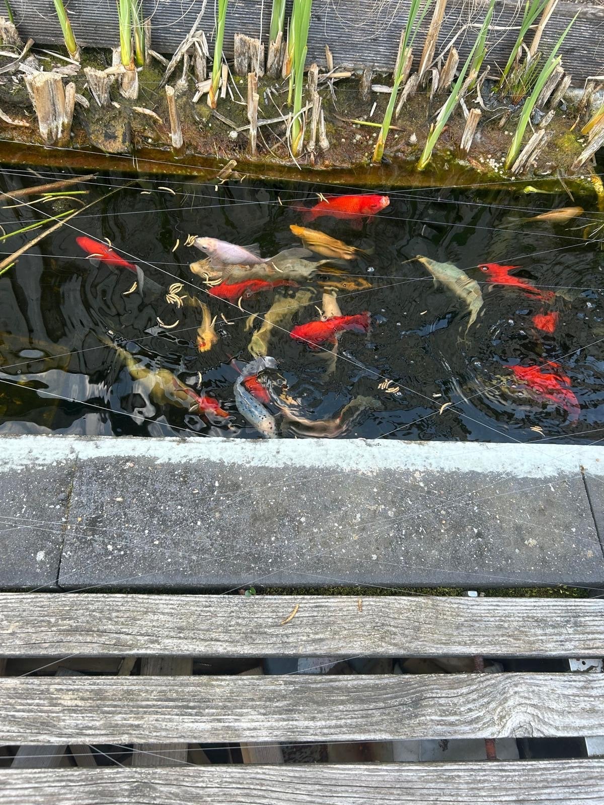 Vijver incl. Toebehoren tekoop, Karper of Koi