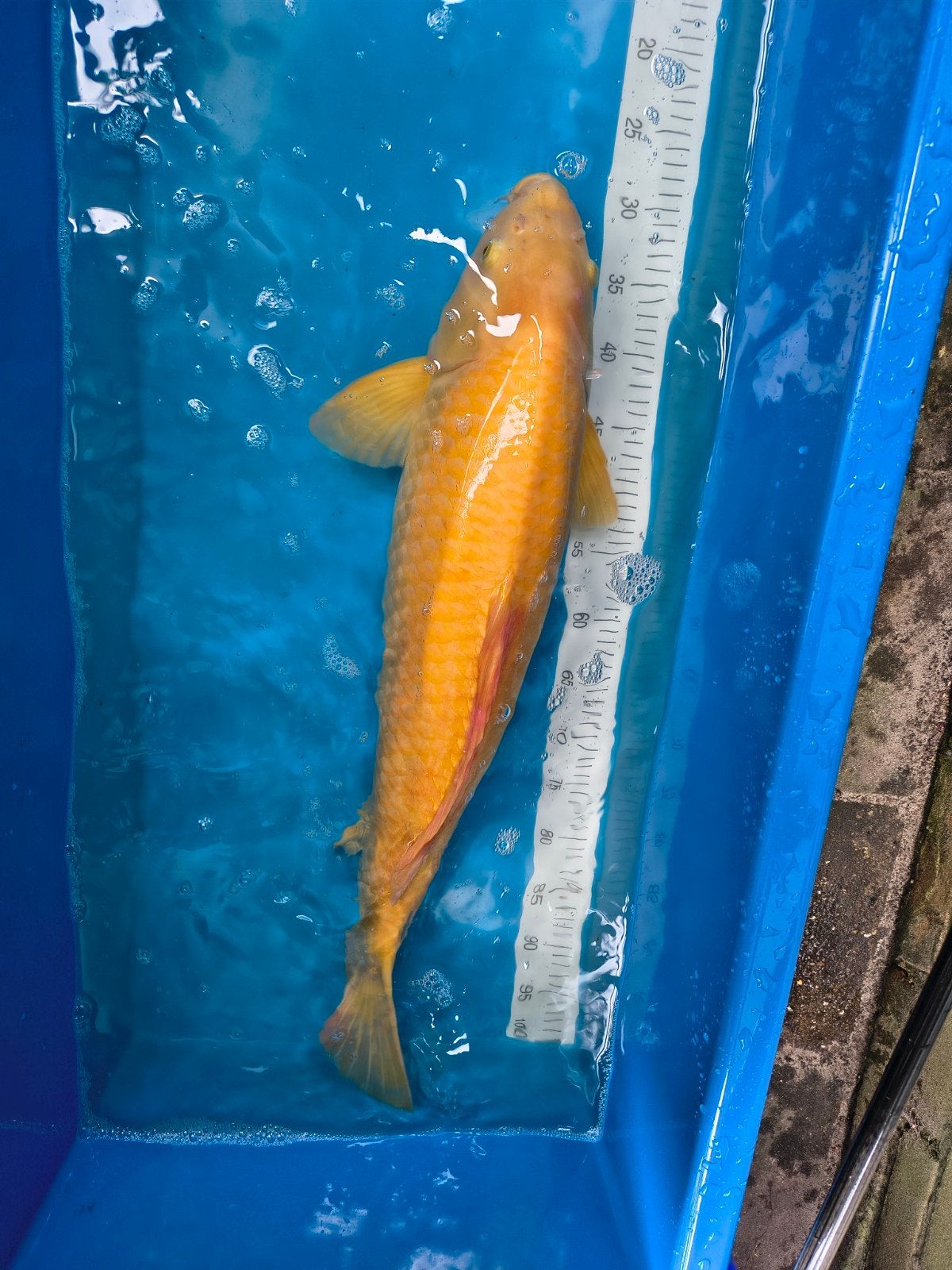 Karashigoi Kawarimono Muji 2022 Major Award, Karper of Koi