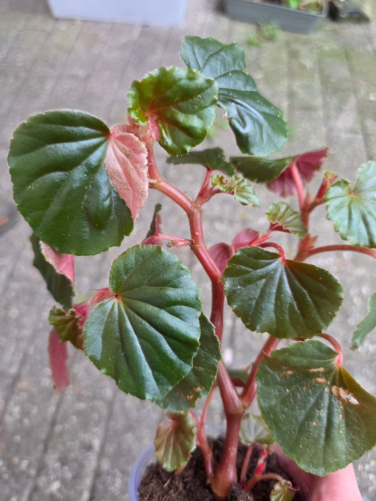 begonia cucullata pink varigata