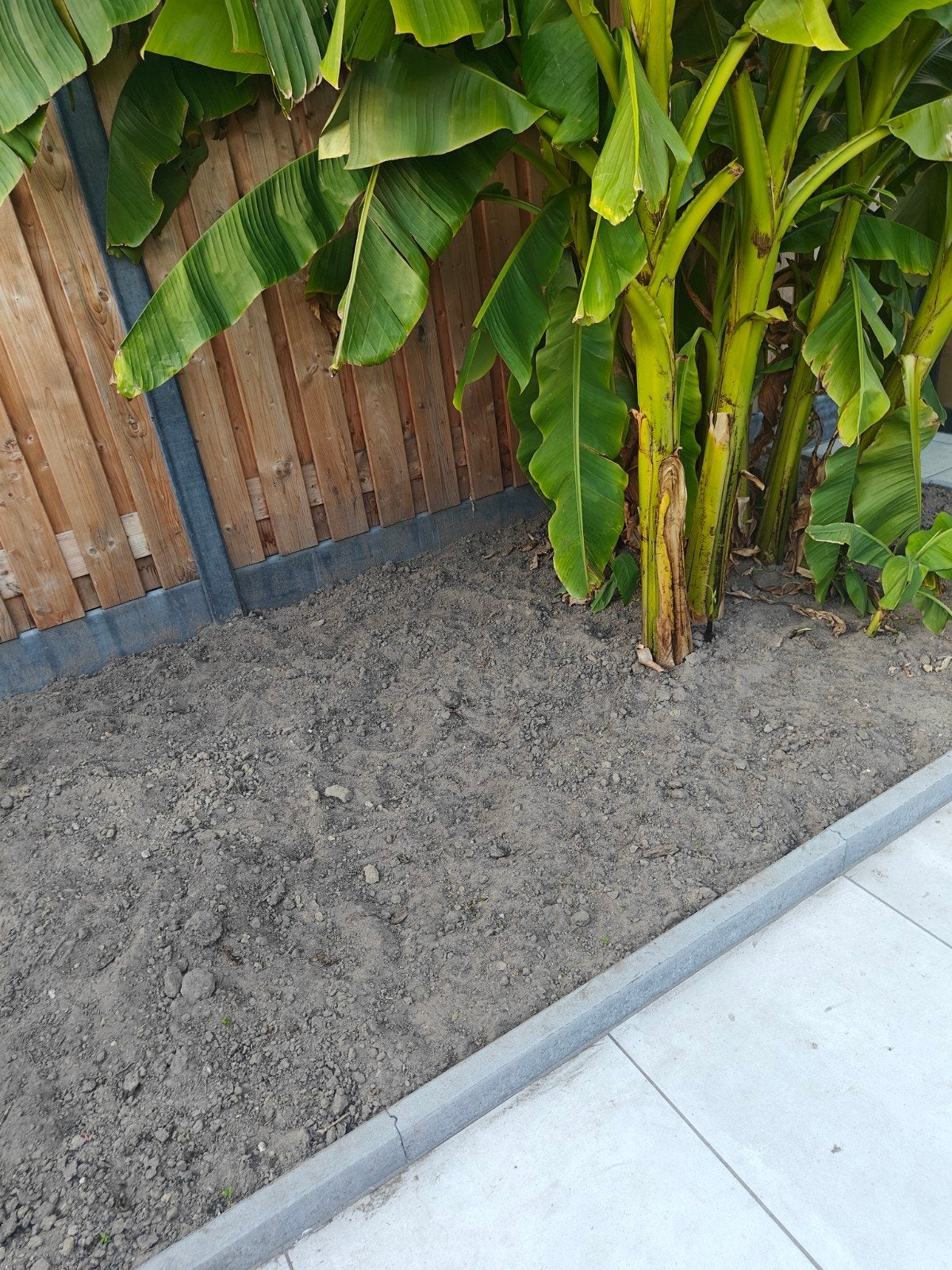 Bananenboom (Musa Basjoo) - Winterharde Exoot voor uw Tuin, Overige soorten, Volle zon, Vaste plant, Ophalen of Verzenden