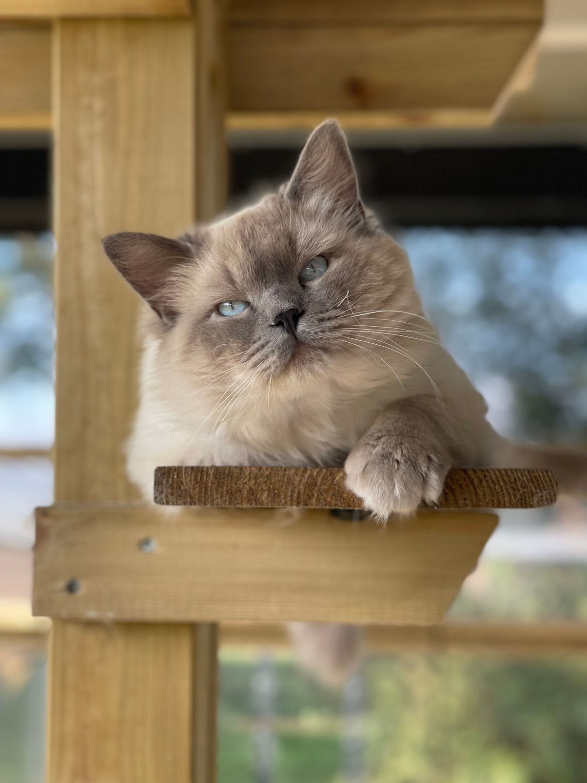 Prachtige Ragdoll Blue Point dekkater Cinnamon drager, Kater, Met stamboom, 0 tot 2 jaar