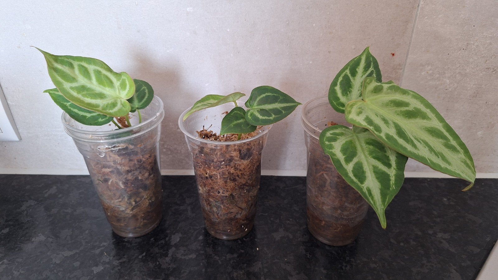 Anthurium Silver Blush - Jonge Planten, Ophalen of Verzenden, Halfschaduw, Minder dan 100 cm