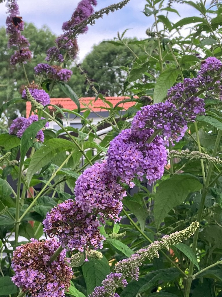 Vlinderstruik paars, Vaste plant, Halfschaduw, Zomer, Ophalen