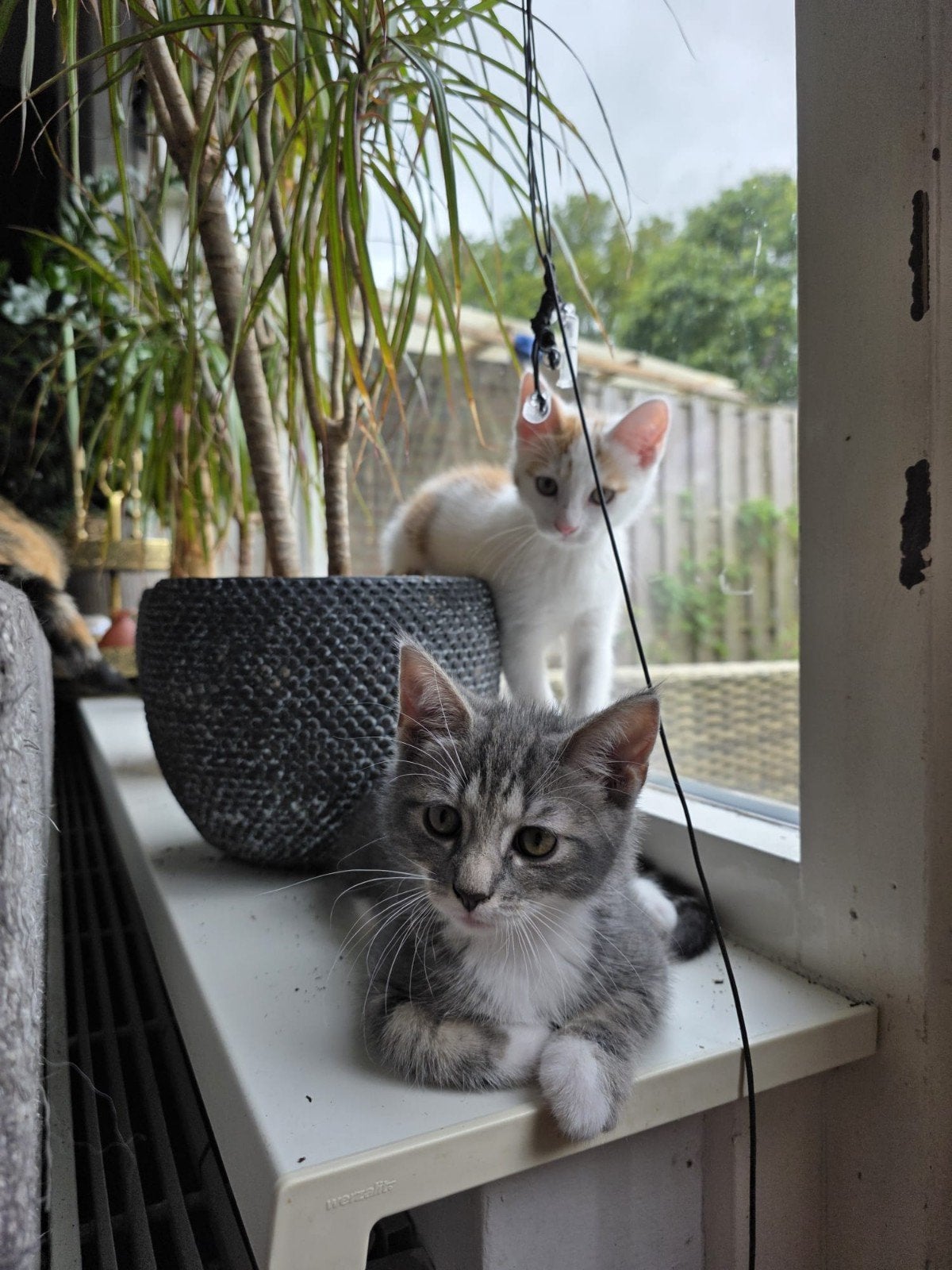 2 lieve speelse kittens van 9 weken oud, Meerdere dieren, Ontwormd