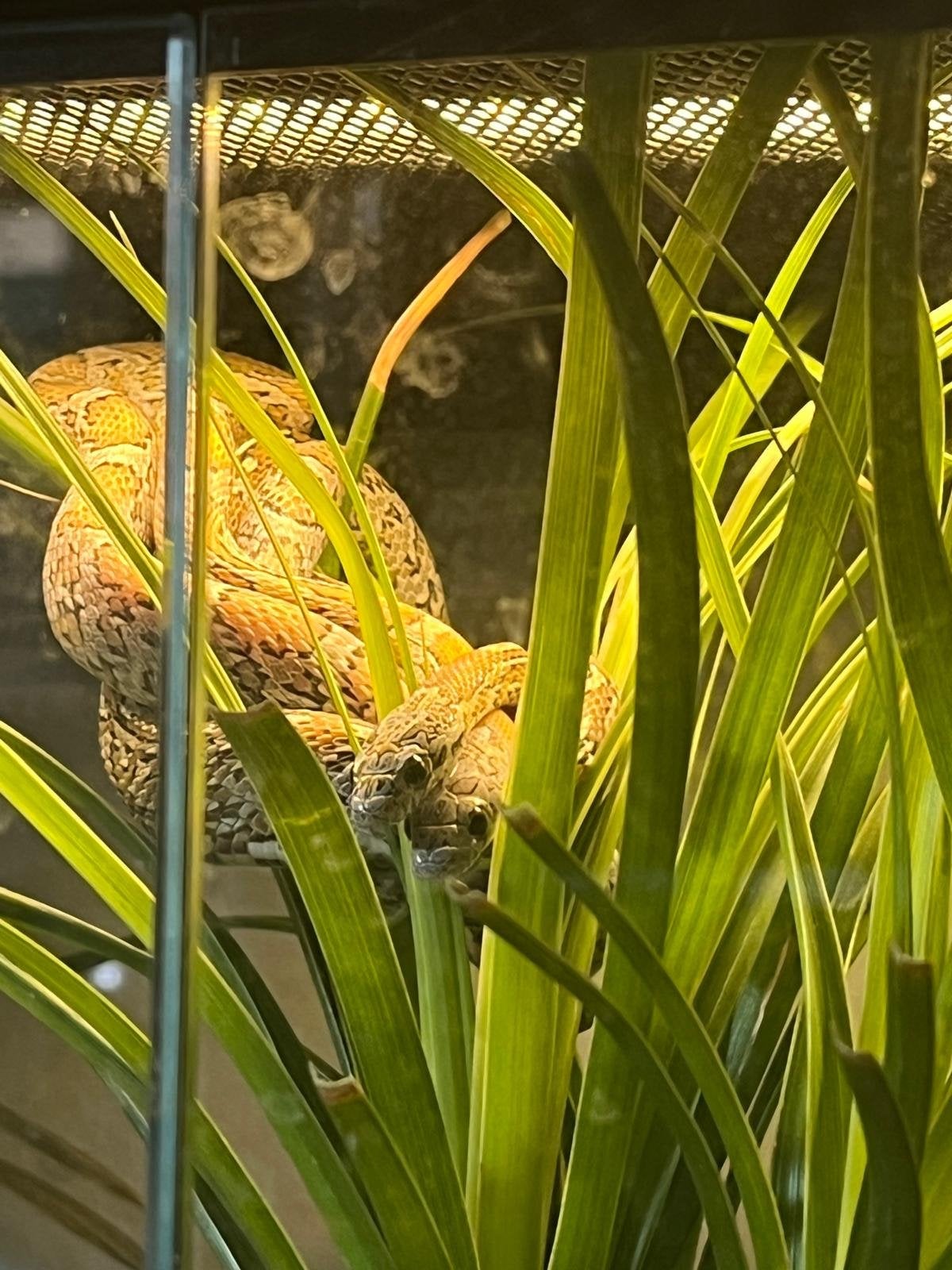 Korenslangen man en vrouw Corn Snake - male for sale from ReptileRoom.Life