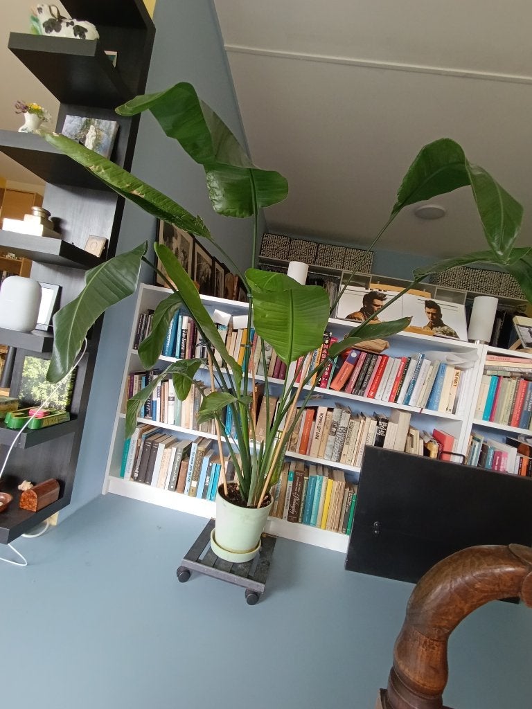 Strelitzia Nicolai, Ophalen, 100 tot 150 cm, Overige soorten, Halfschaduw
