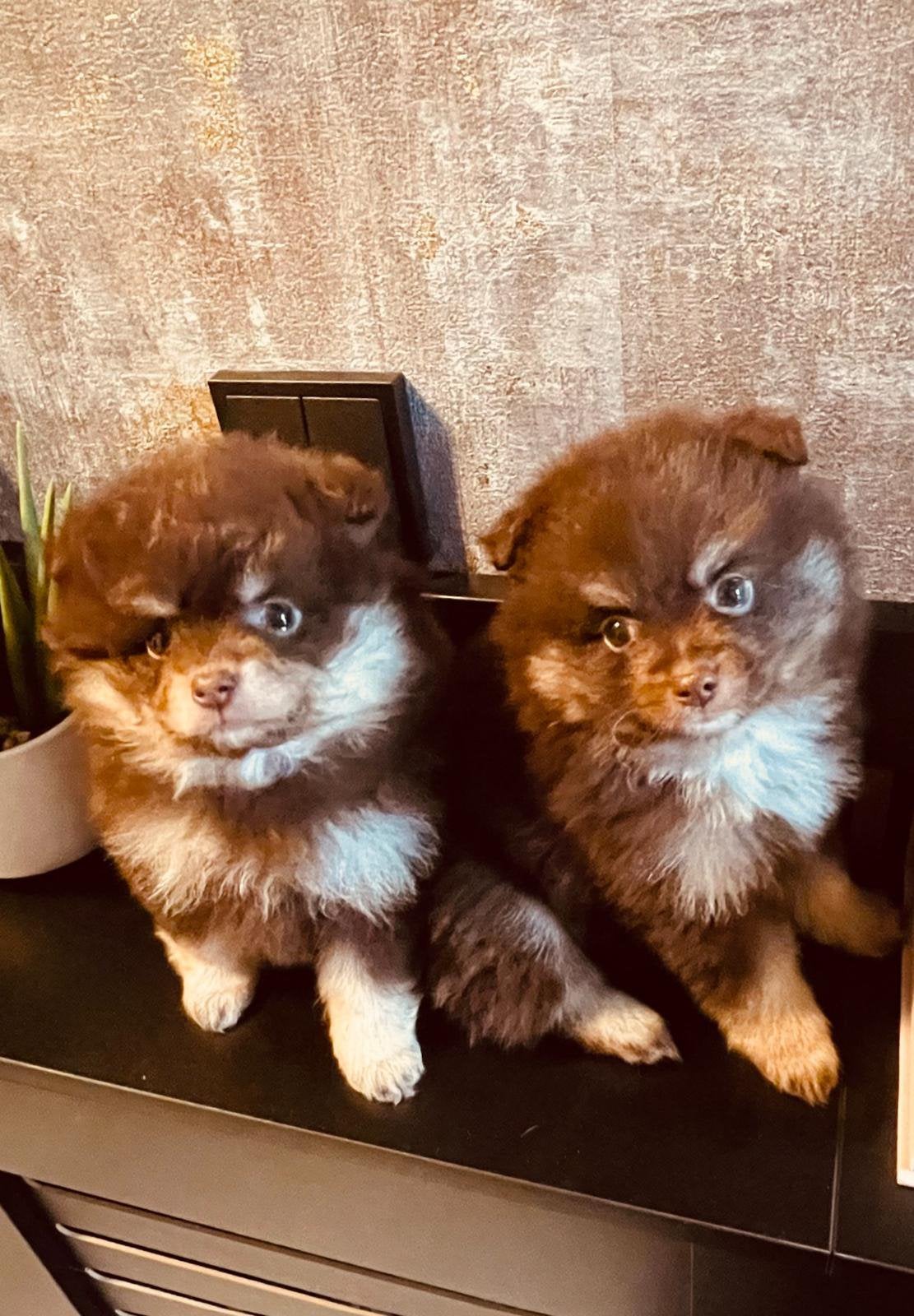 Lieve dwergkees puppys, Dieren en Toebehoren, Overige rassen, CDV (hondenziekte), 8 tot 15 weken, Meerdere