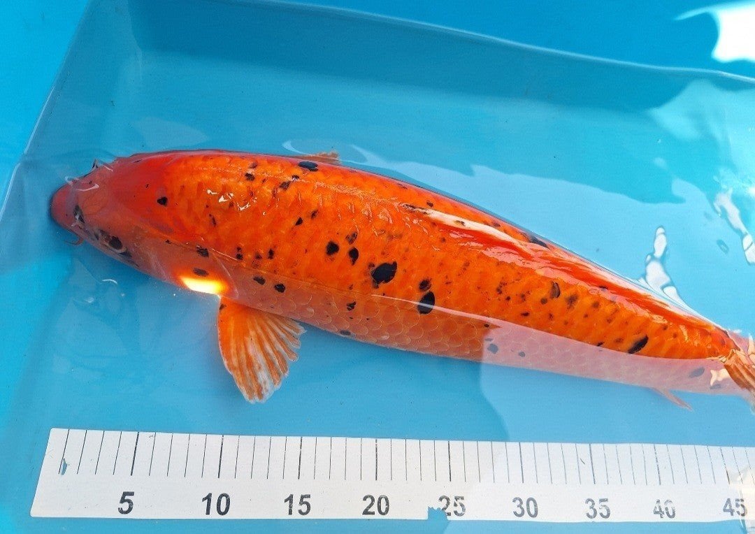 koikarper, Karper of Koi