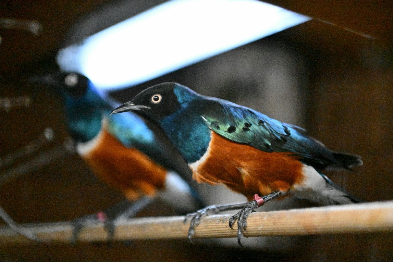 Driekleur glansspreeuwen, Dieren en Toebehoren, Meerdere dieren, Tropenvogel, Geringd