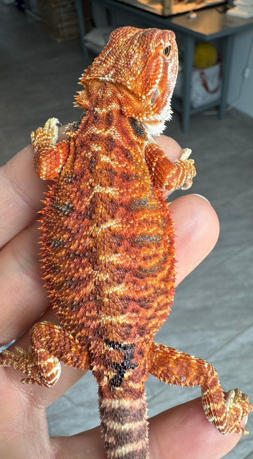 Super mooi rood gekleurd baardagaam vrouwtje, Hagedis, 0 tot 2 jaar