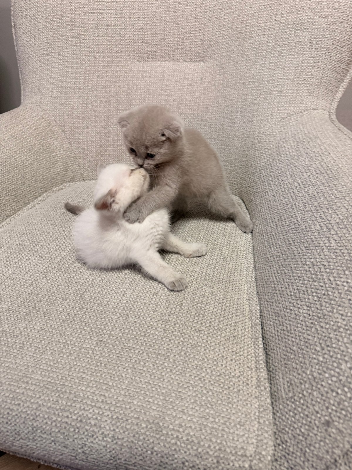 British short hair kittens 4 maanden oud, Meerdere dieren