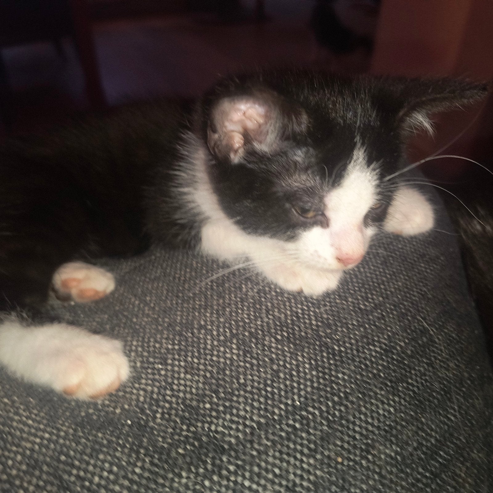 goed en liefdevol thuis gezocht, Dieren en Toebehoren, Poes