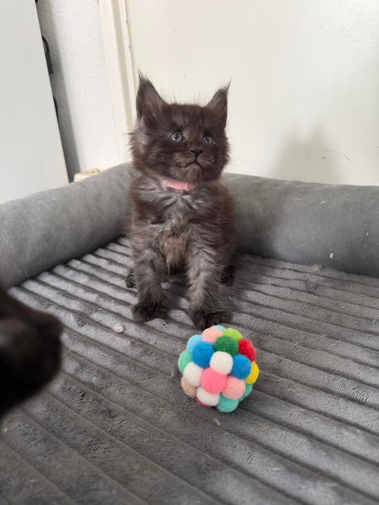 Maine coon kittens met stamboom, Dieren en Toebehoren, Katten en Kittens | Raskatten | Langhaar, Meerdere dieren, Ingeënt