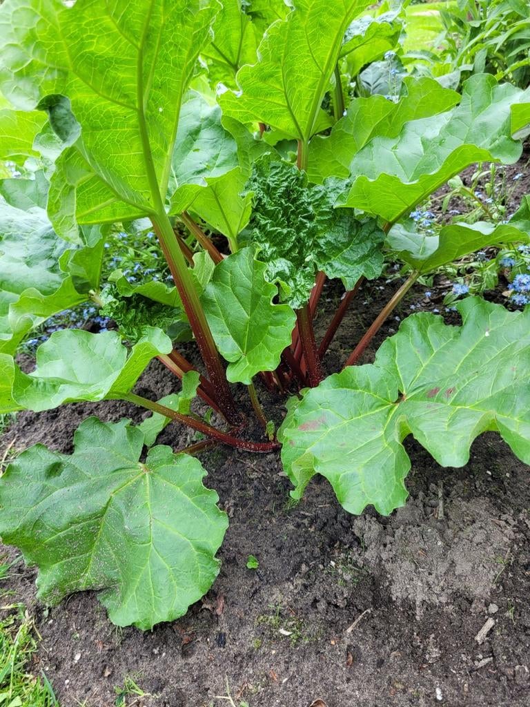 Rabarberplant, rode rabarber, direct van te oogsten, Ophalen