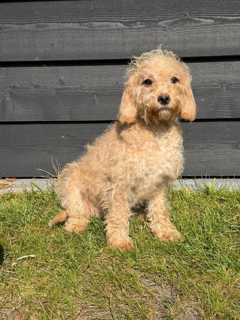 Laatste 2 Cockapoo pups te koop✨, Dieren en Toebehoren, Honden | Retrievers, Spaniëls en Waterhonden, Overige rassen, 8 tot 15 weken