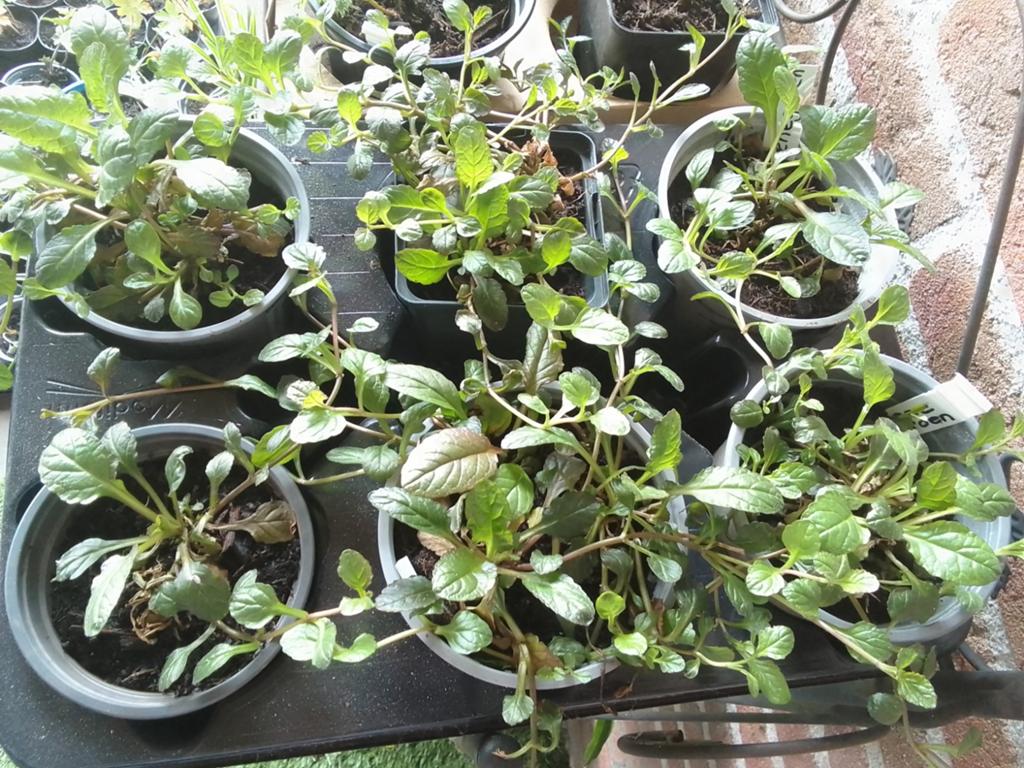 Vaste planten, Tuin en Terras, Planten | Tuinplanten, Ophalen, Overige soorten, Volle zon