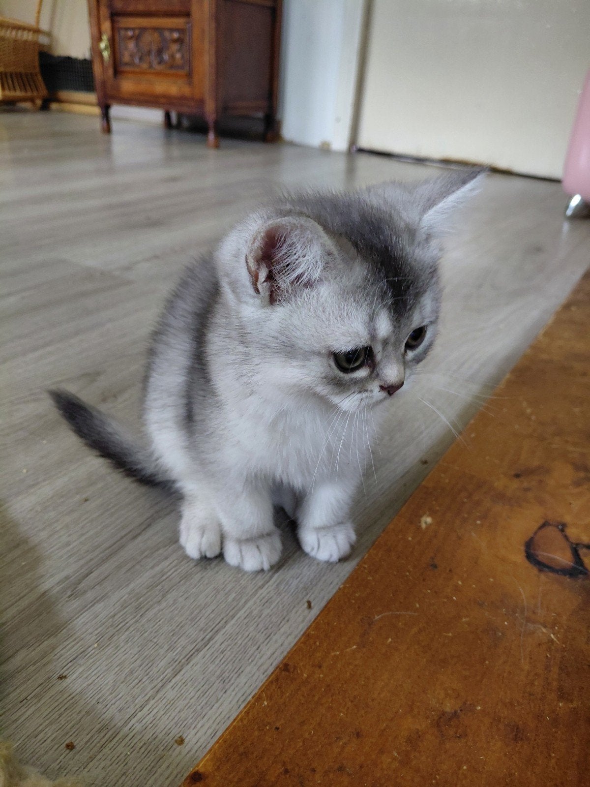 Foto 7 van britse korthaar kittens nog 1poesje beschikbaar
