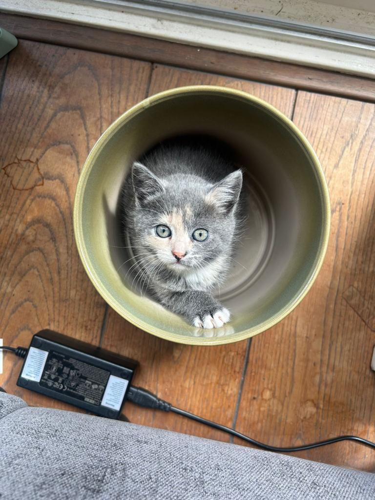 Bijzonder mooi meisjes kitten 7 weken, Poes