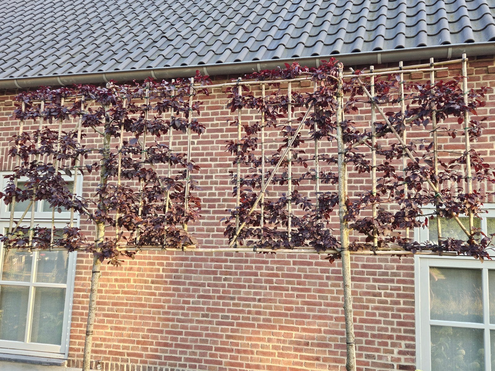 lei prunus cerasifera 'Nigra' te koop!, Ophalen, Leiboom, Halfschaduw, Lente