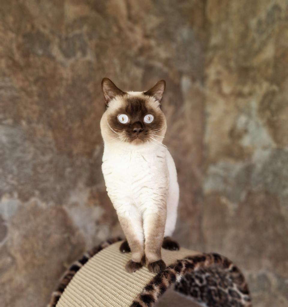Prachtige dekkater brits korthaar met stamboom, Dieren en Toebehoren, Katten en Kittens | Dekkaters, 0 tot 2 jaar