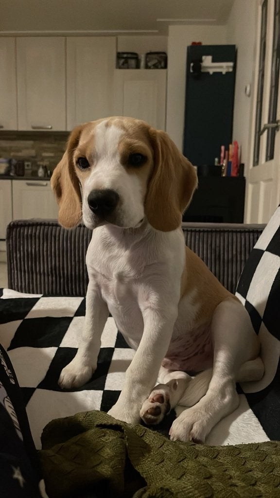 Beagle, Parvo, Beagle, 15 weken tot 1 jaar, Reu