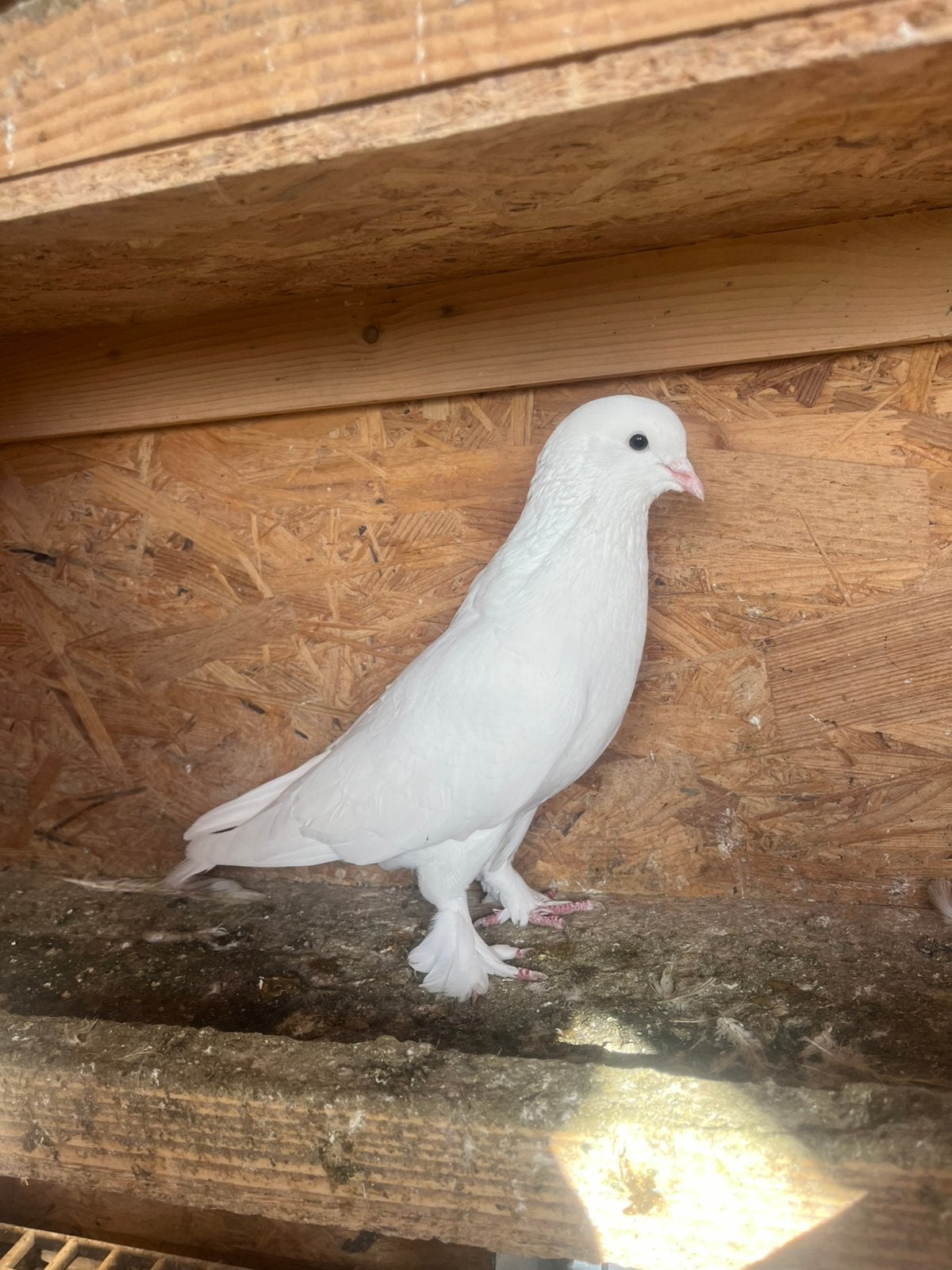 Takla duif, Dieren en Toebehoren, Mannelijk