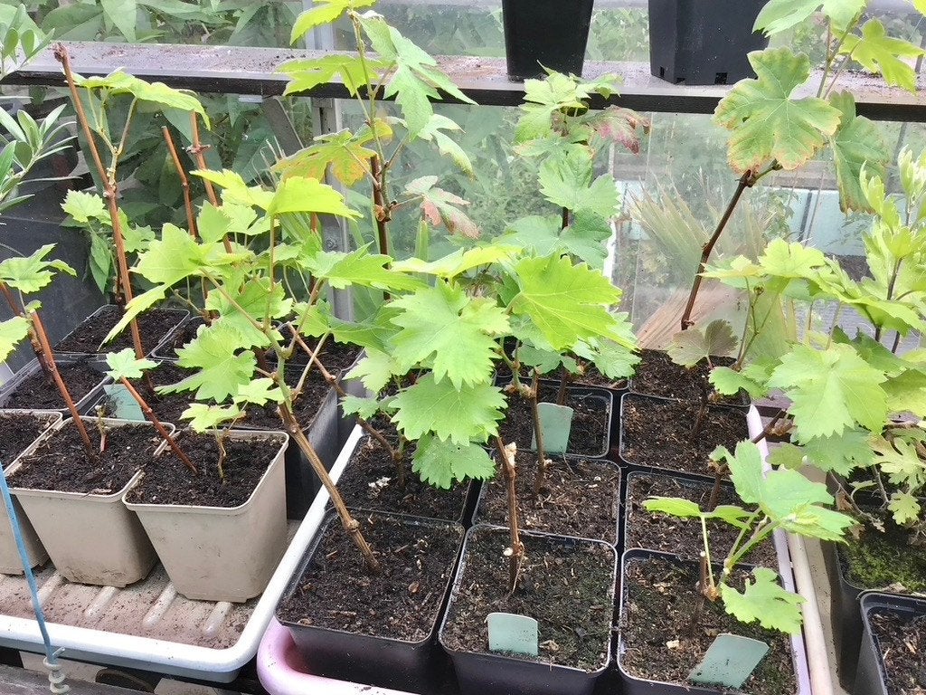 Blauwe DRUIVENPLANTEN, 1 jaar oud, Minder dan 100 cm, Lente, Overige soorten, Volle zon