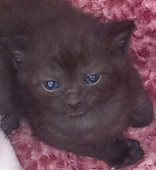 Nog 2 kittens, Dieren en Toebehoren, Katten en Kittens | Overige Katten, Meerdere dieren