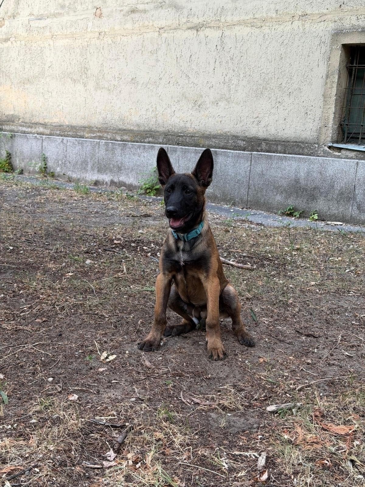 pup, reutje geboren op 15-5, Dieren en Toebehoren, Honden | Herdershonden en Veedrijvers, Reu, 8 tot 15 weken, Parvo, Eén hond