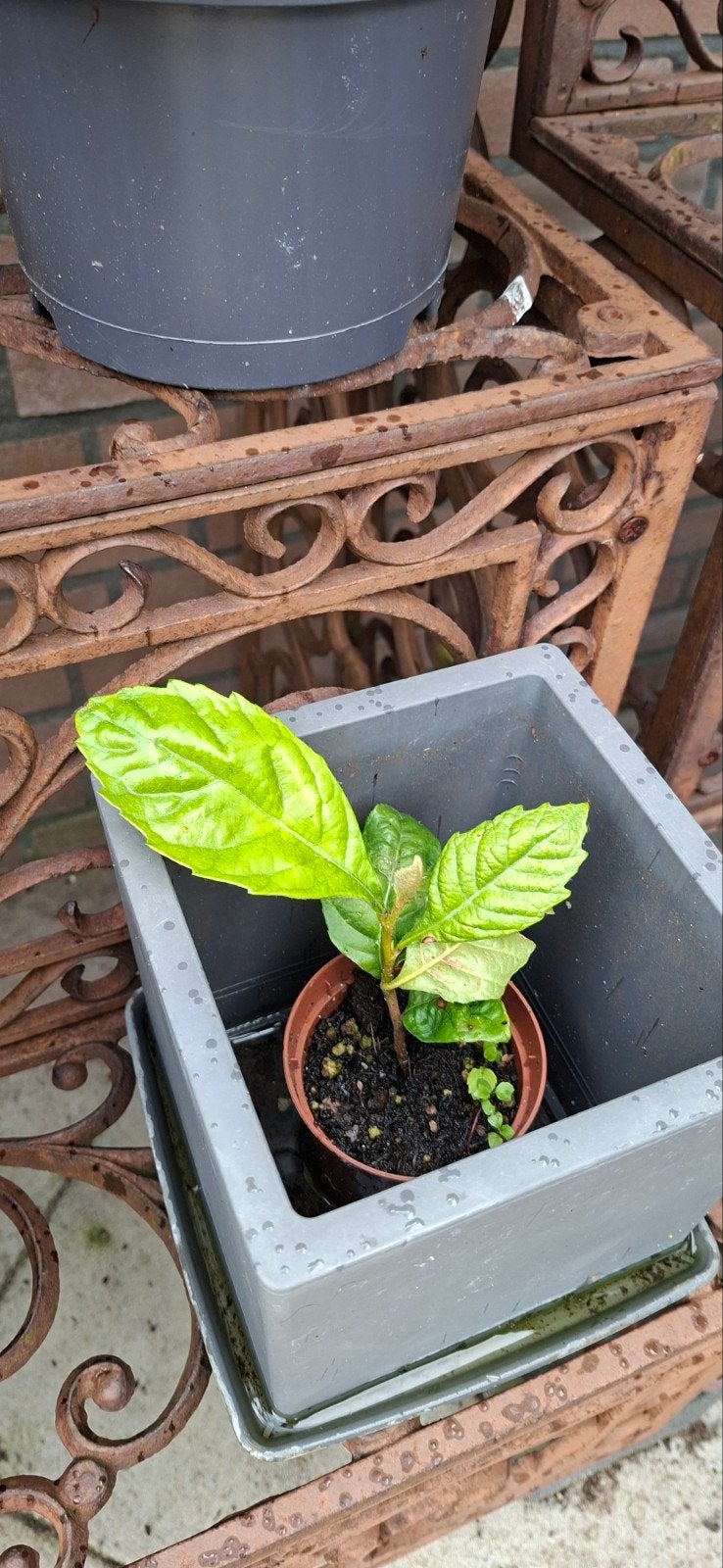 2 stekjes van een Loquat oftewel Japanse mispel, ruilen, Ophalen of Verzenden, Overige soorten, Volle zon