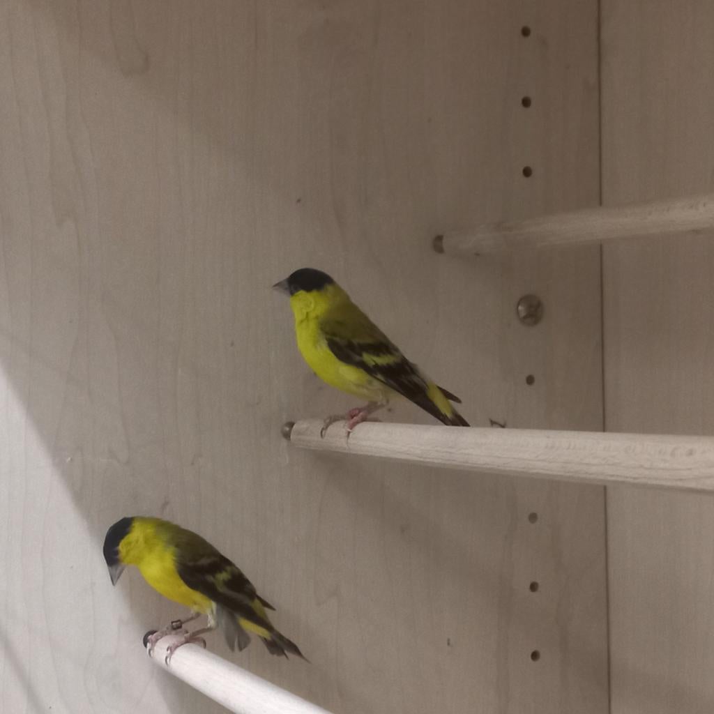 Yarrel sijs, Dieren en Toebehoren, Mannelijk