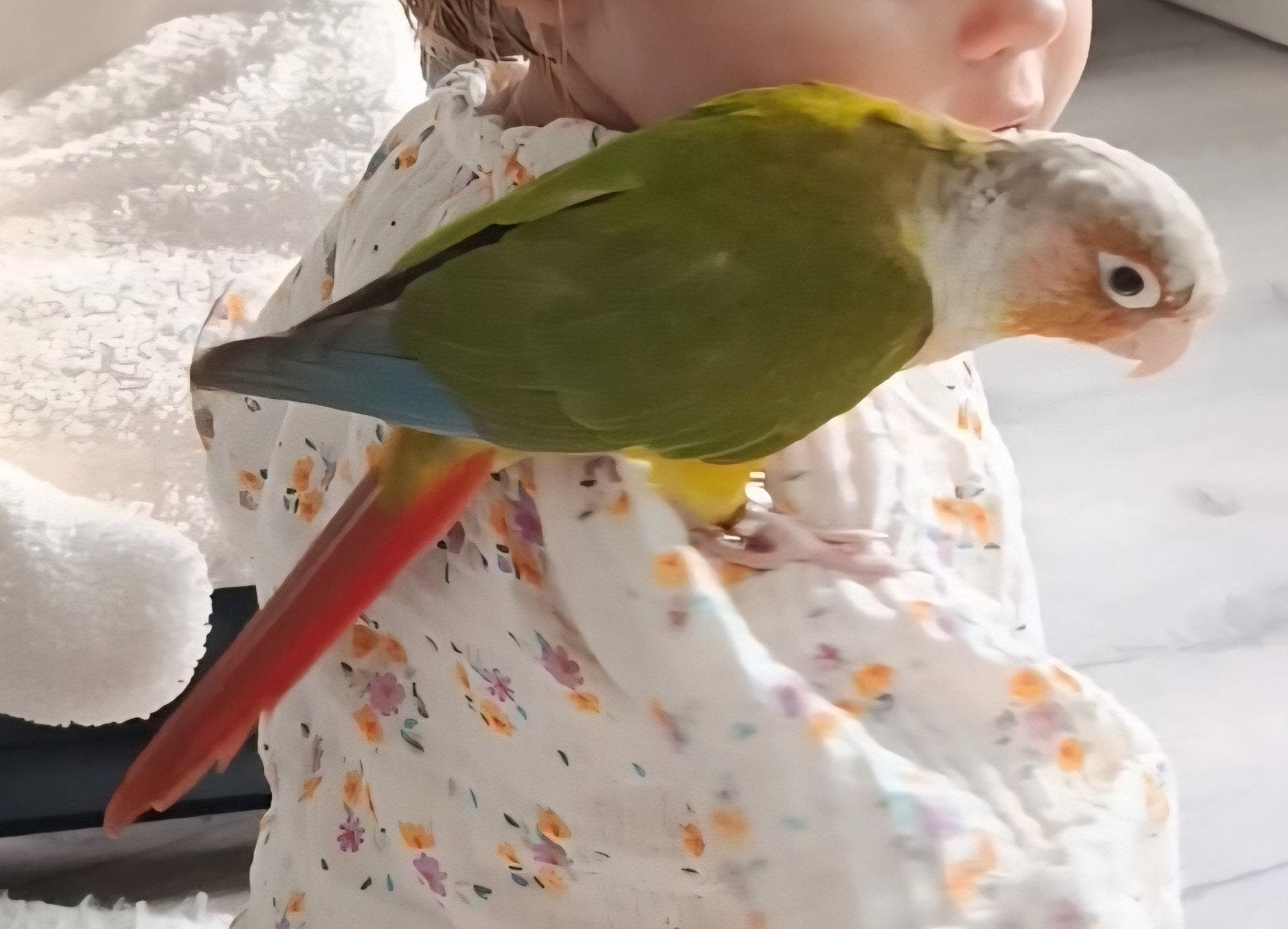 1 pyrrhuras te koop met papieren vrouwtje., Meerdere dieren, Papegaai, Tam