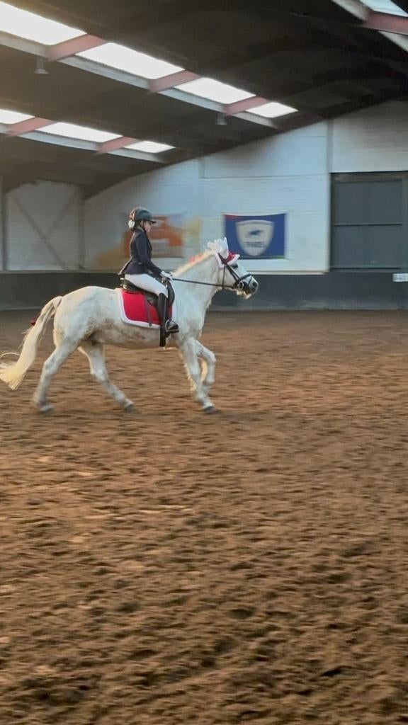 Ik zoek een verzorgpony, Dieren en Toebehoren, Ophalen of Verzenden