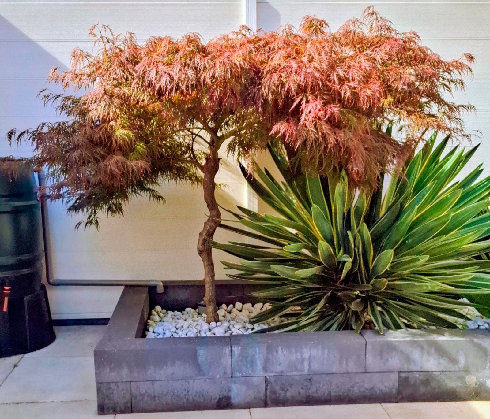 Prachtige Japanse Esdoorn - Acer Palmatum 30 jaar oud, Halfschaduw, Overige soorten, Lente, 100 tot 250 cm