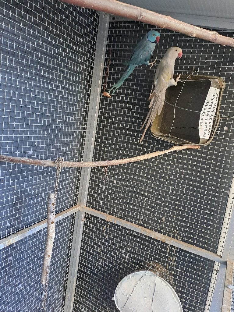 halsband parkiet, Dieren en Toebehoren, Meerdere dieren, Parkiet, Geringd