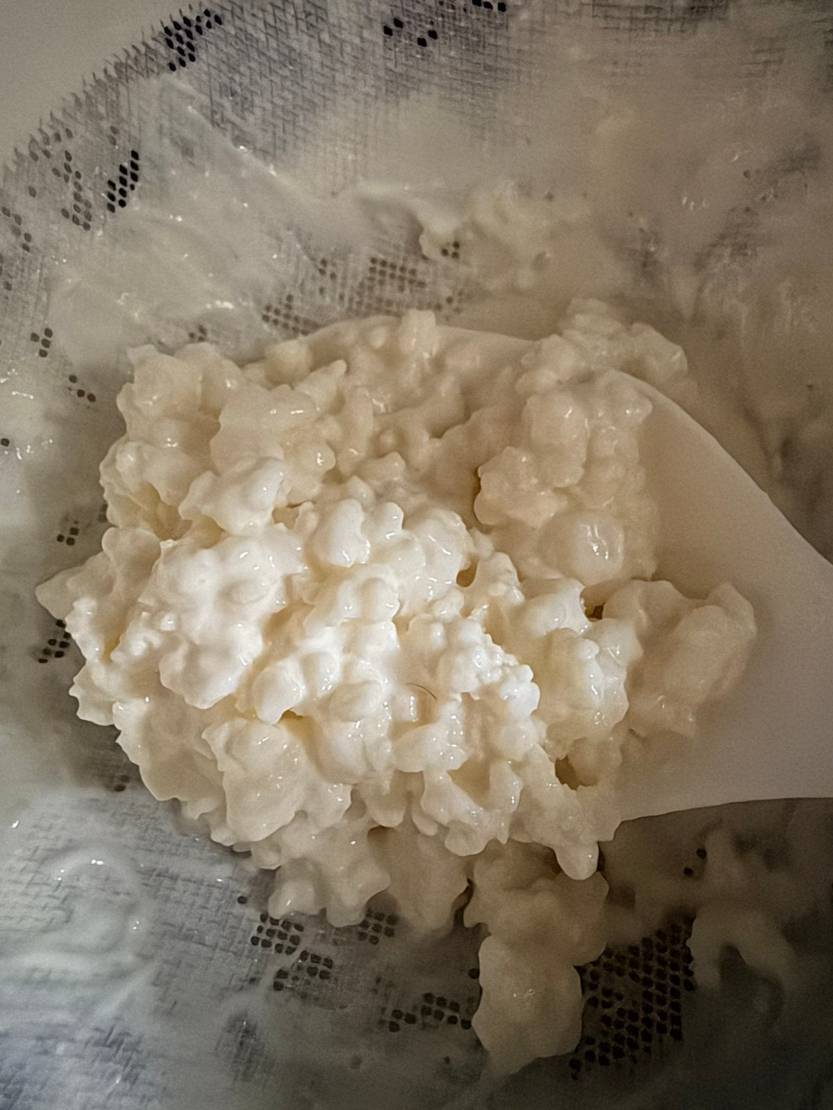 Melkkefir korrels, Diversen, Levensmiddelen, Ophalen