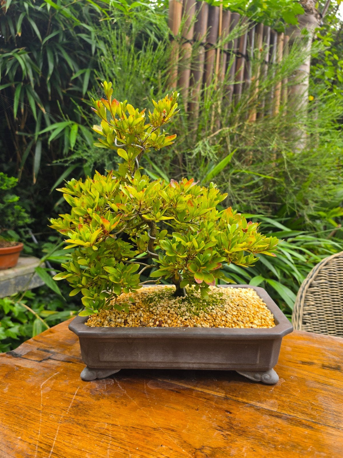 bonsai azalea 12jr in mooie schaal, Overige soorten, Minder dan 100 cm, Zomer, Ophalen