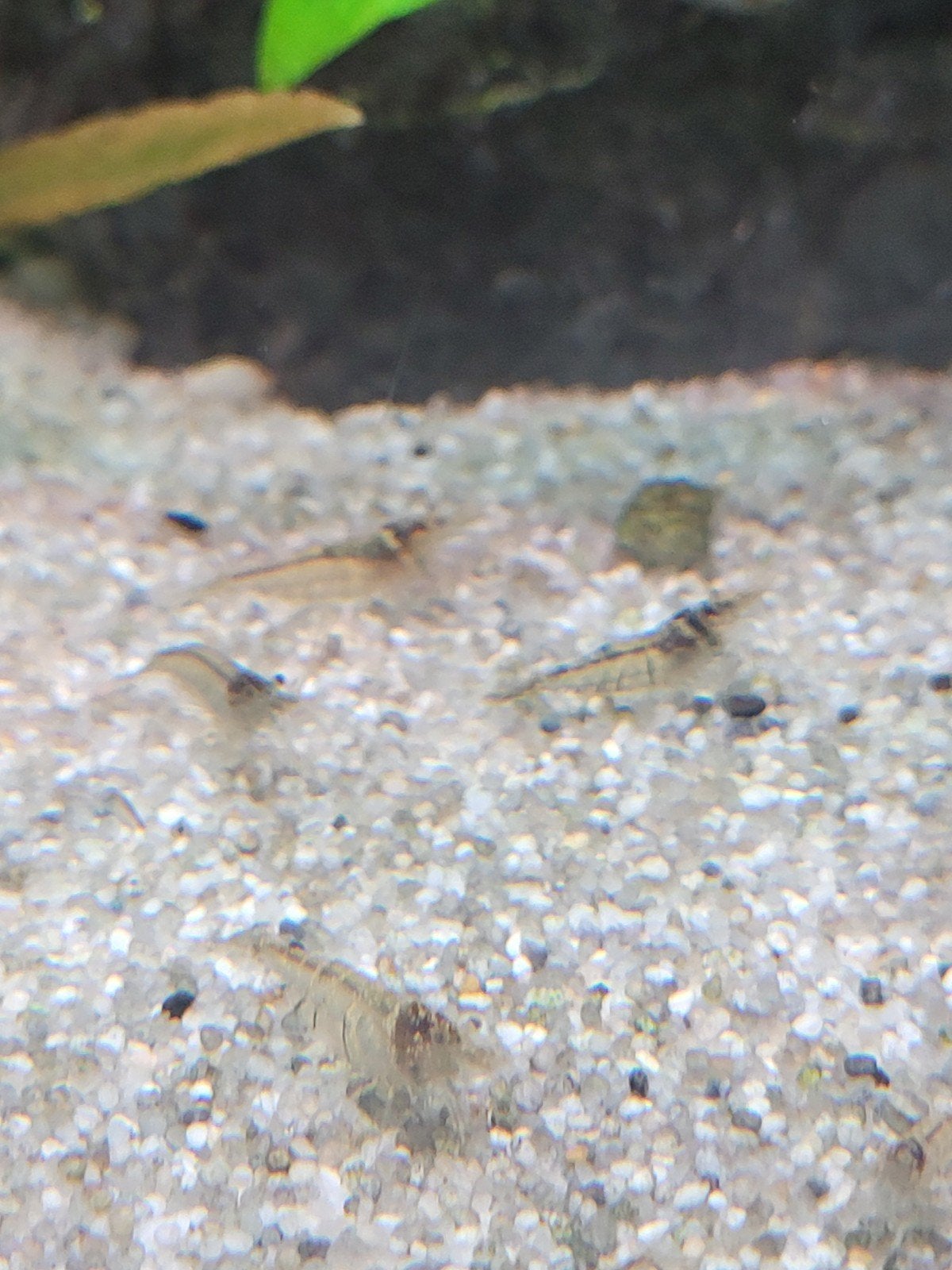 Mini-Japonica garnalen, Kreeft, Krab of Garnaal, Zoetwatervis, Schoolvis