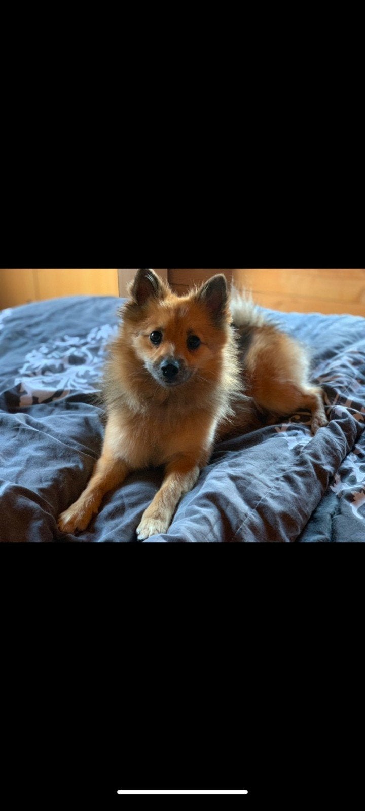 Dwergkees, 6 jaar of ouder, Keeshond, Teef, Meerdere