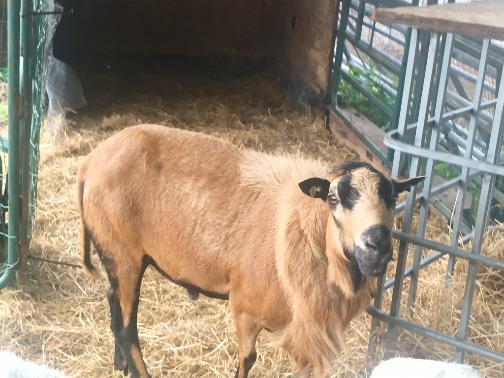 Barbados Black Belly ram, Mannelijk, Schaap, 3 tot 5 jaar