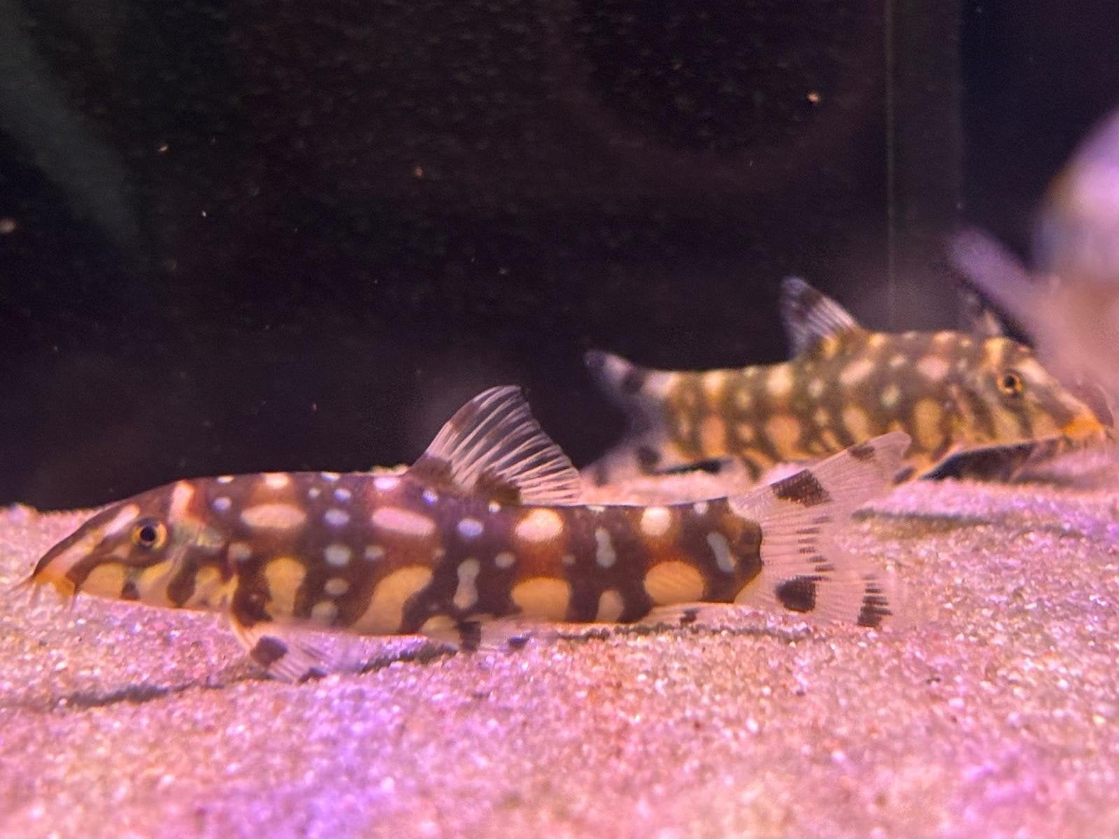 botia kubotai, Vis, Zoetwatervis, Schoolvis