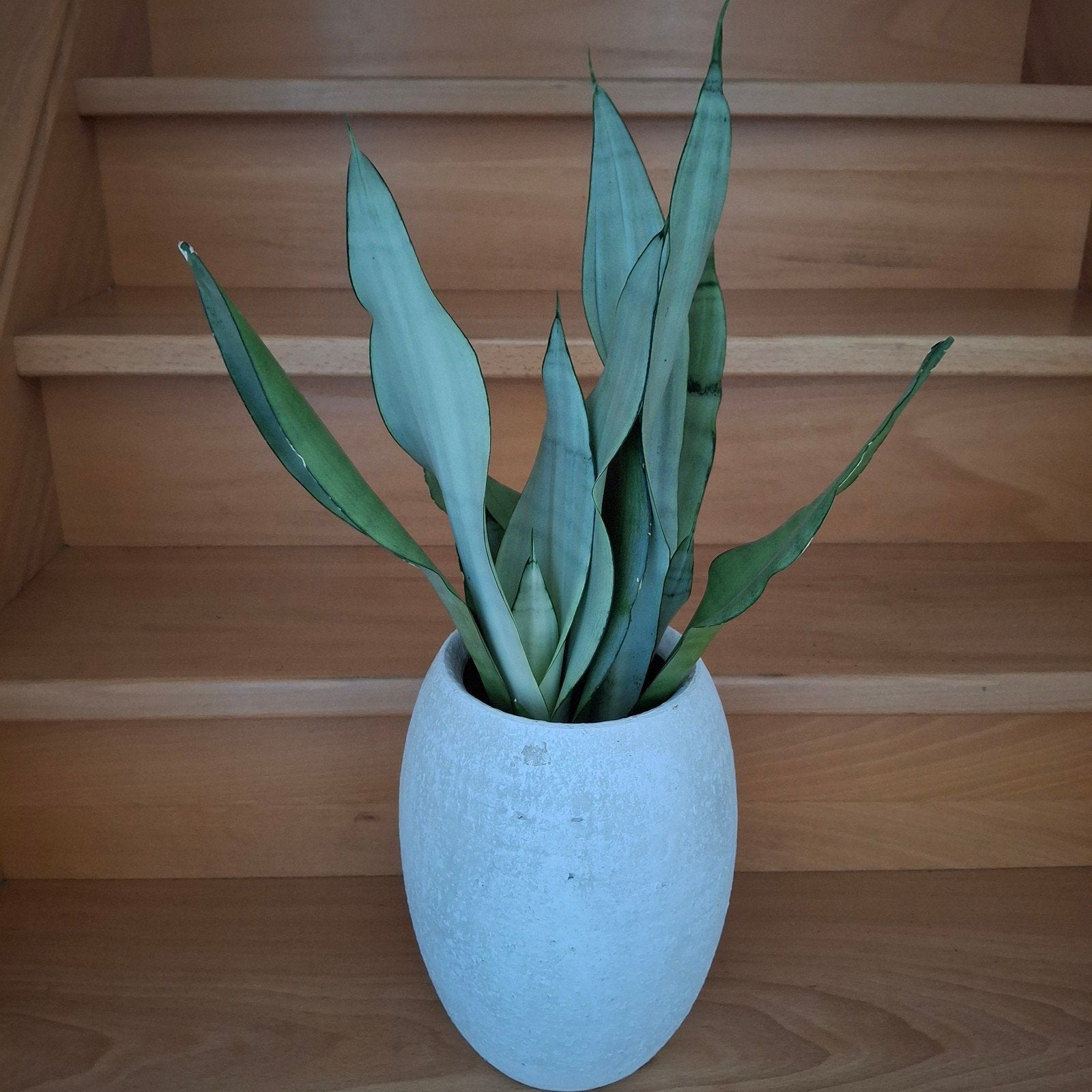 Sanseveria soorten, Ophalen, Minder dan 100 cm